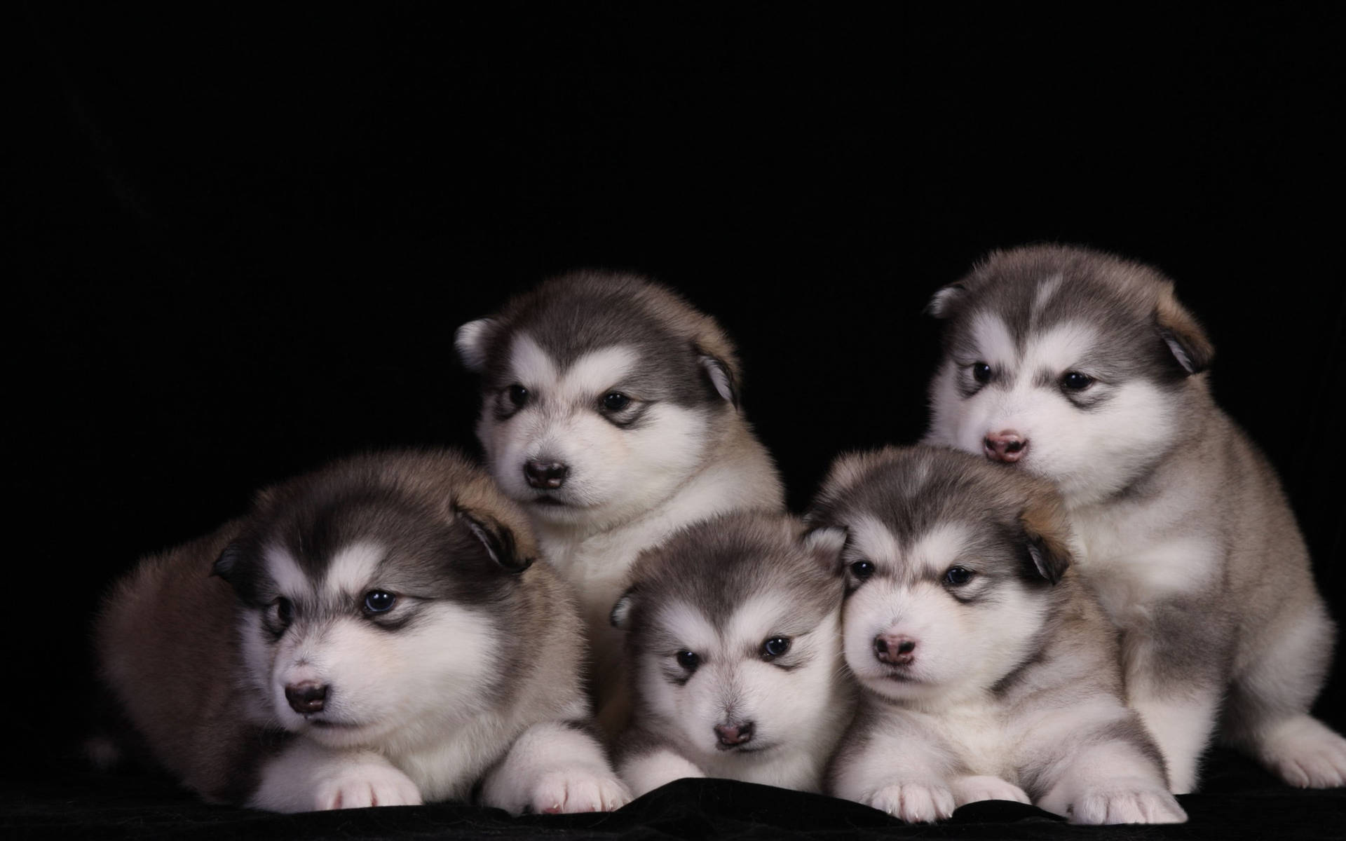 Alaskan Malamute Puppies Portrait Wallpaper