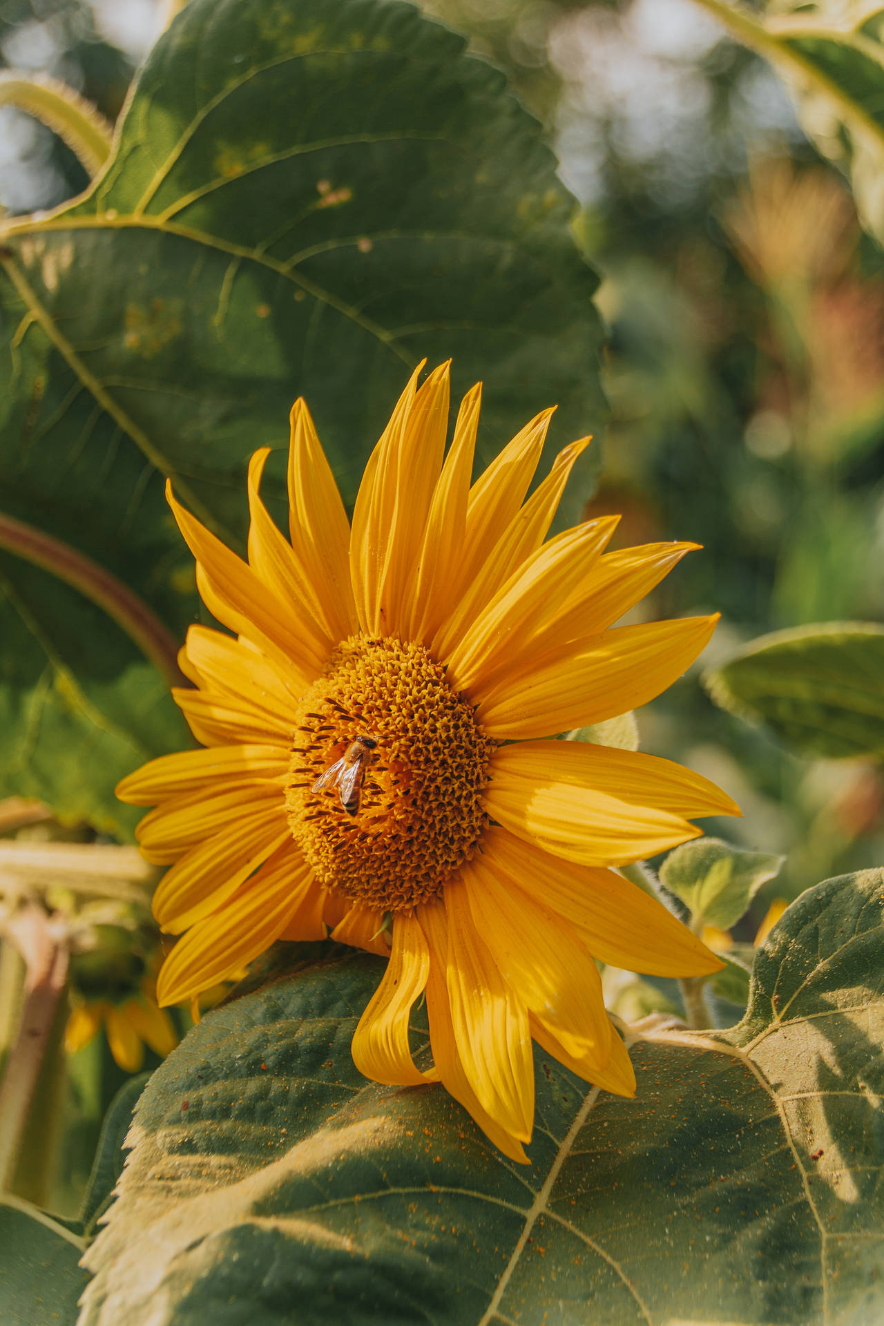 Albania Bee Sunflower