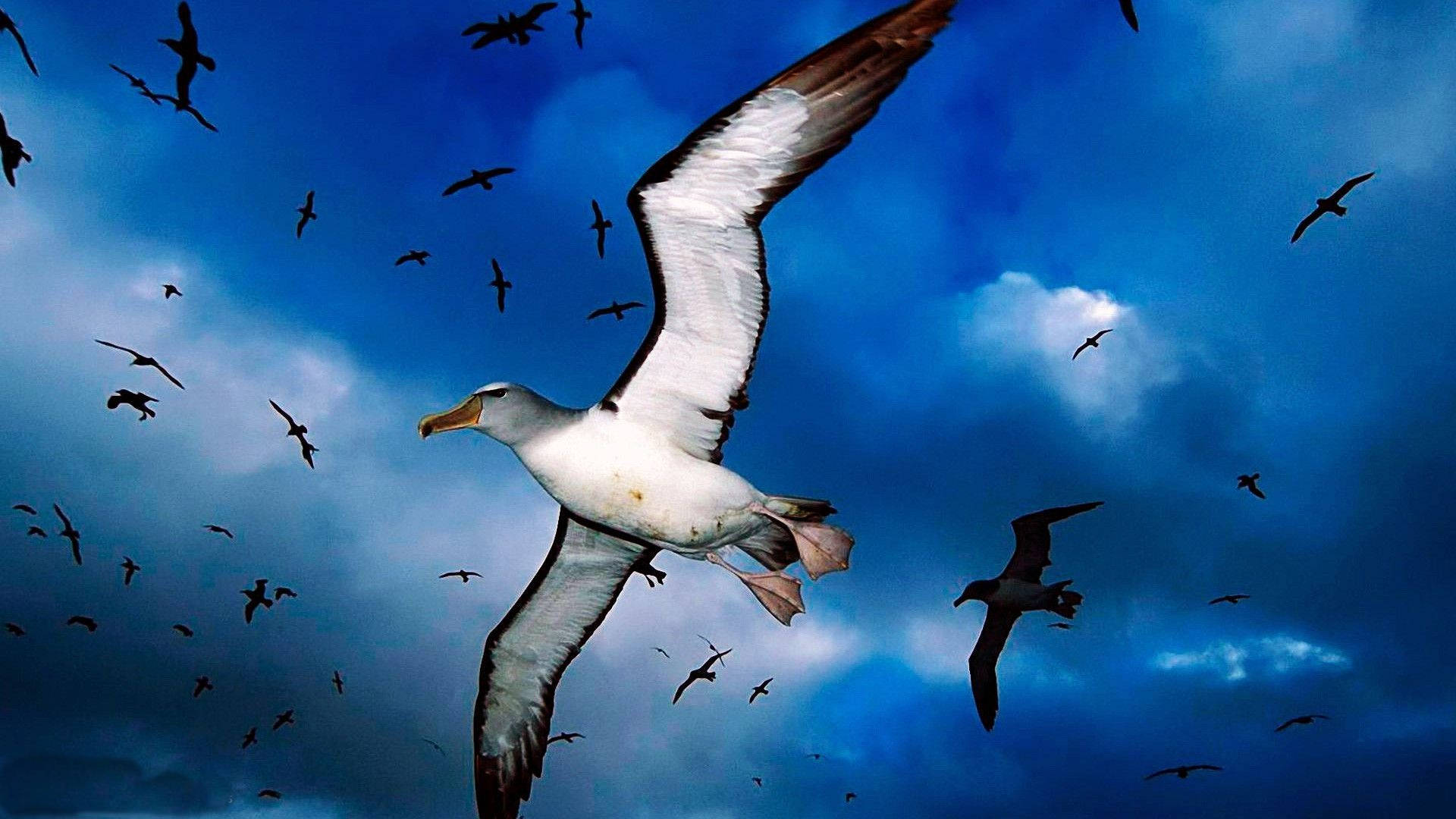 Albatrosvögelfliegen Über Den Stürmischen Himmel Wallpaper