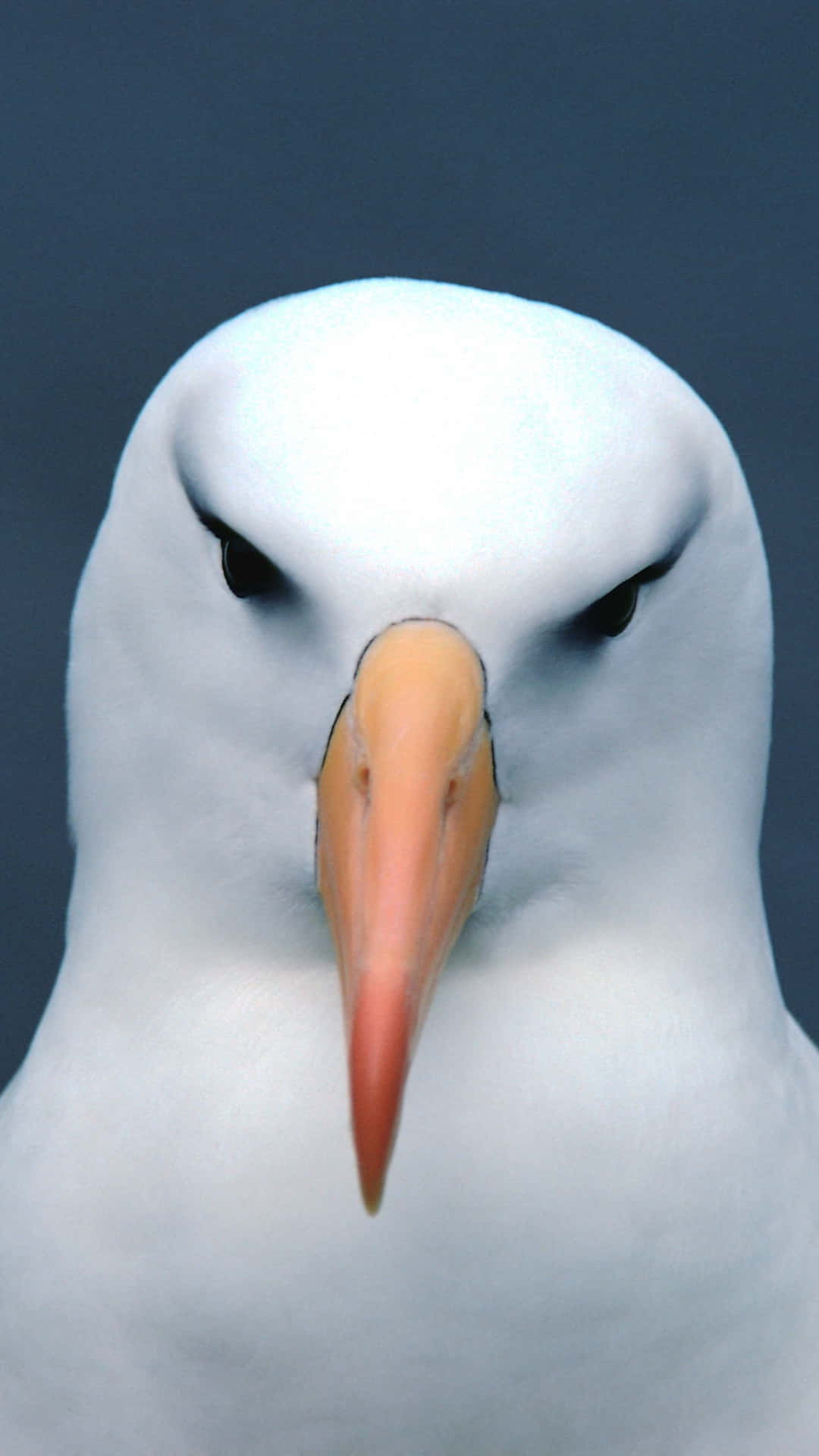 Albatross_ Closeup_ Portrait.jpg Wallpaper