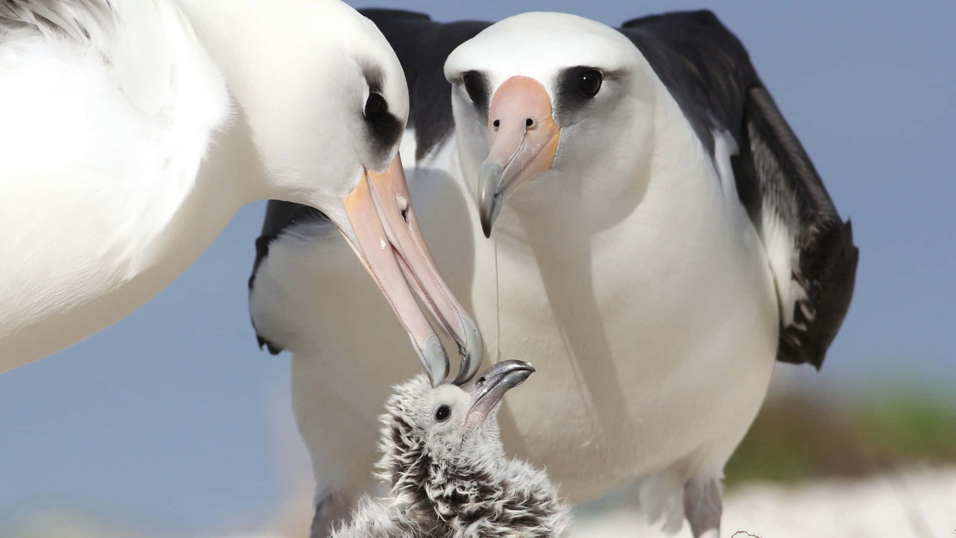 Albatross Family Care Wallpaper