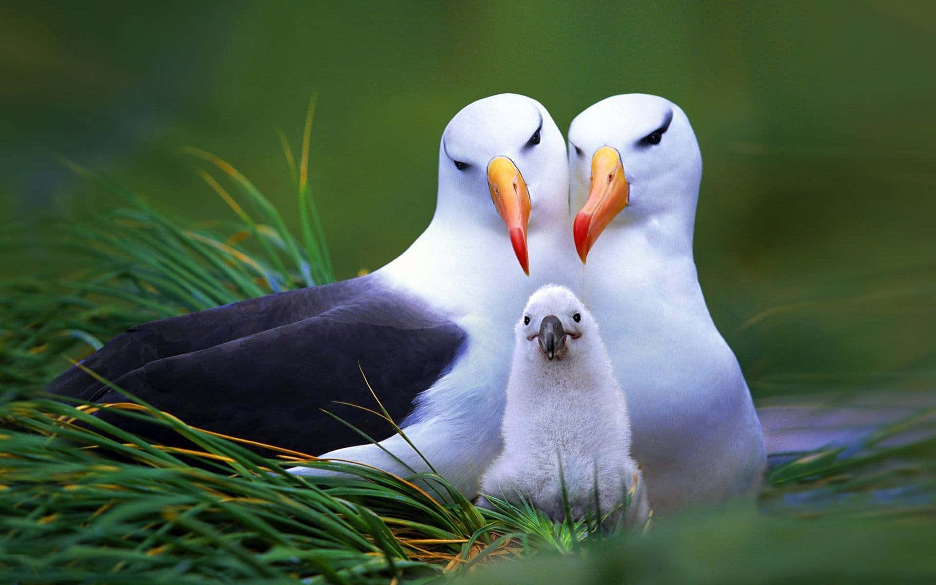 Albatross Family Portrait Wallpaper