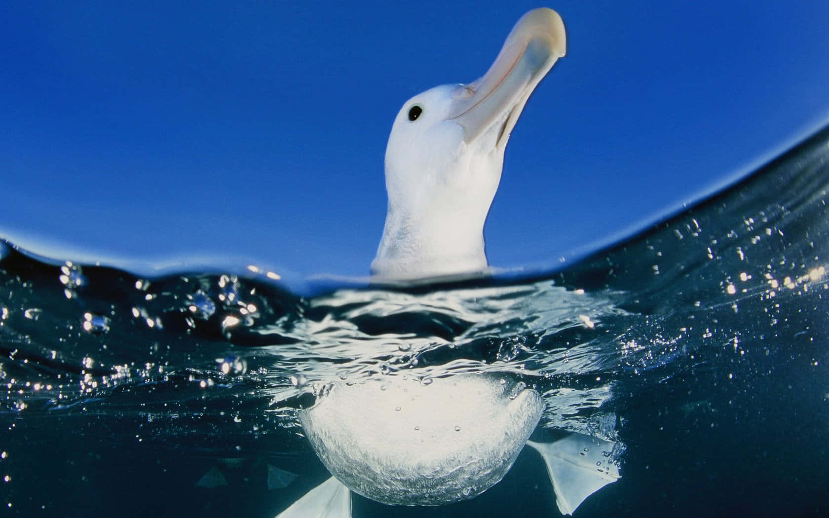 Albatross Surfacing Ocean Wallpaper