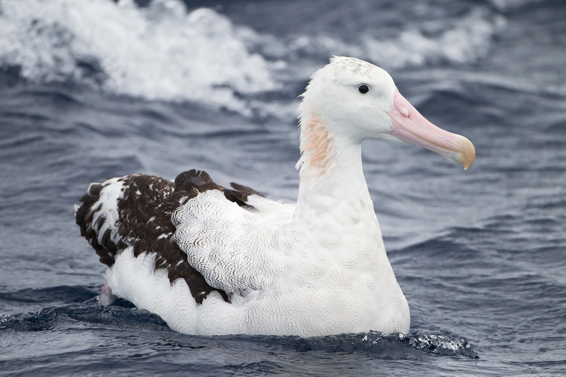 Albatross Swimming Ocean Wallpaper