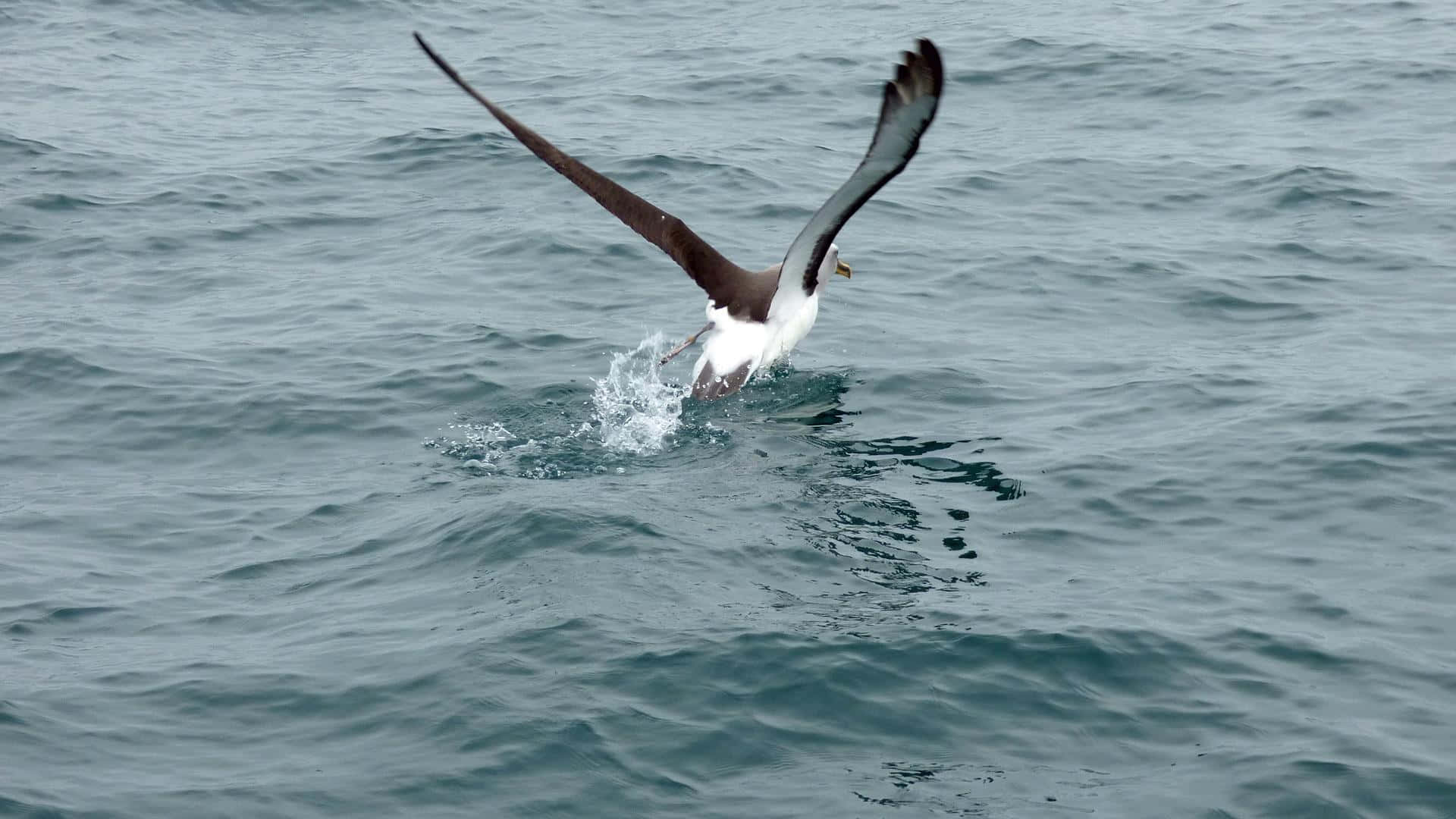 Albatross Taking Flight Over Ocean Wallpaper
