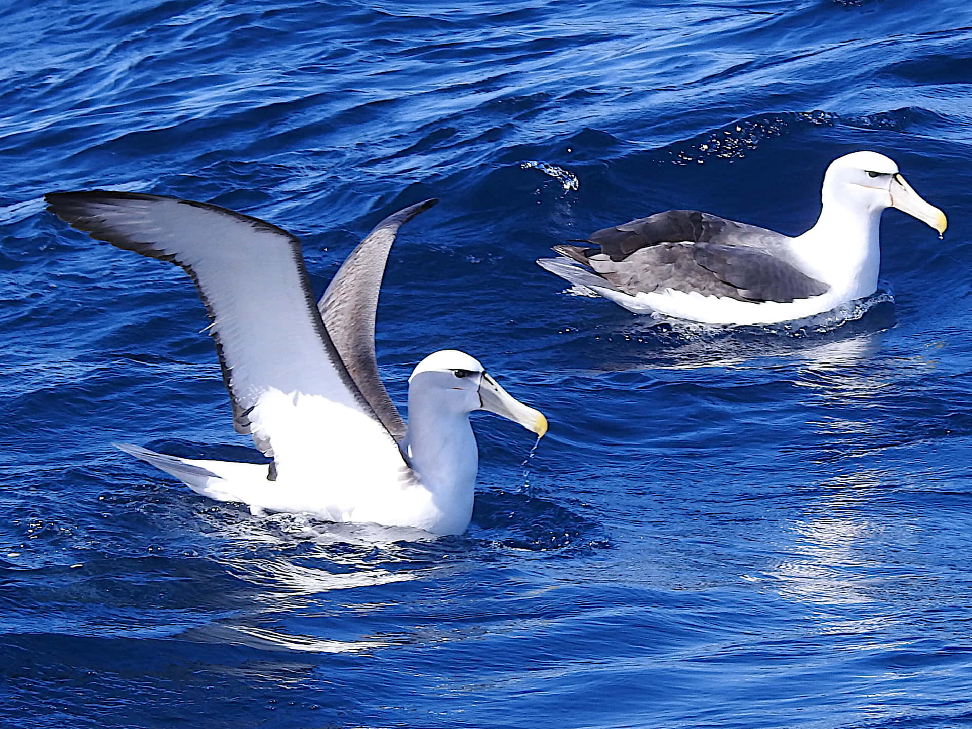 Albatrosses Gliding Over Blue Ocean Wallpaper