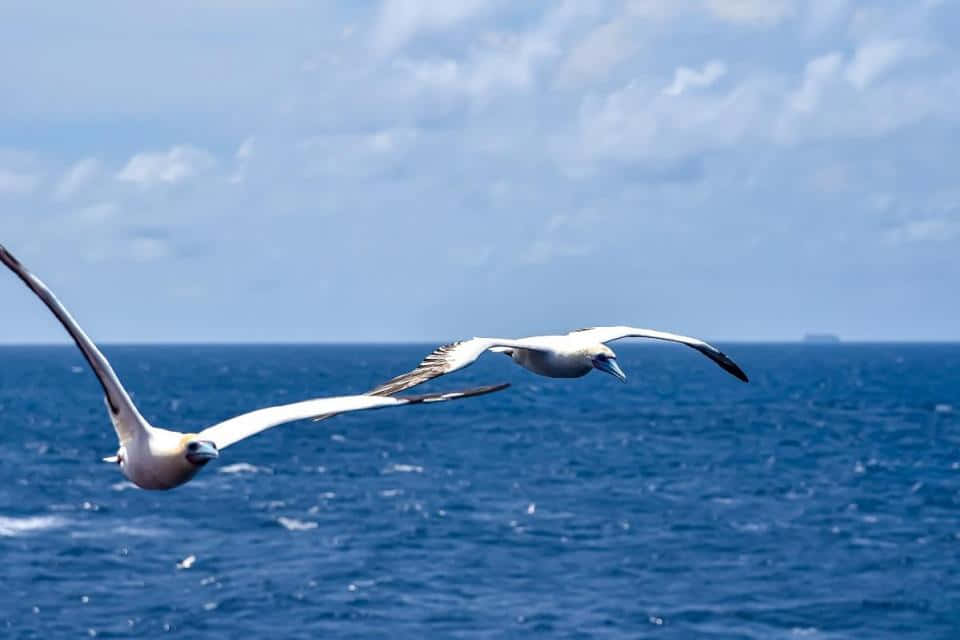 Albatrosses_ Gliding_ Over_ Ocean Wallpaper