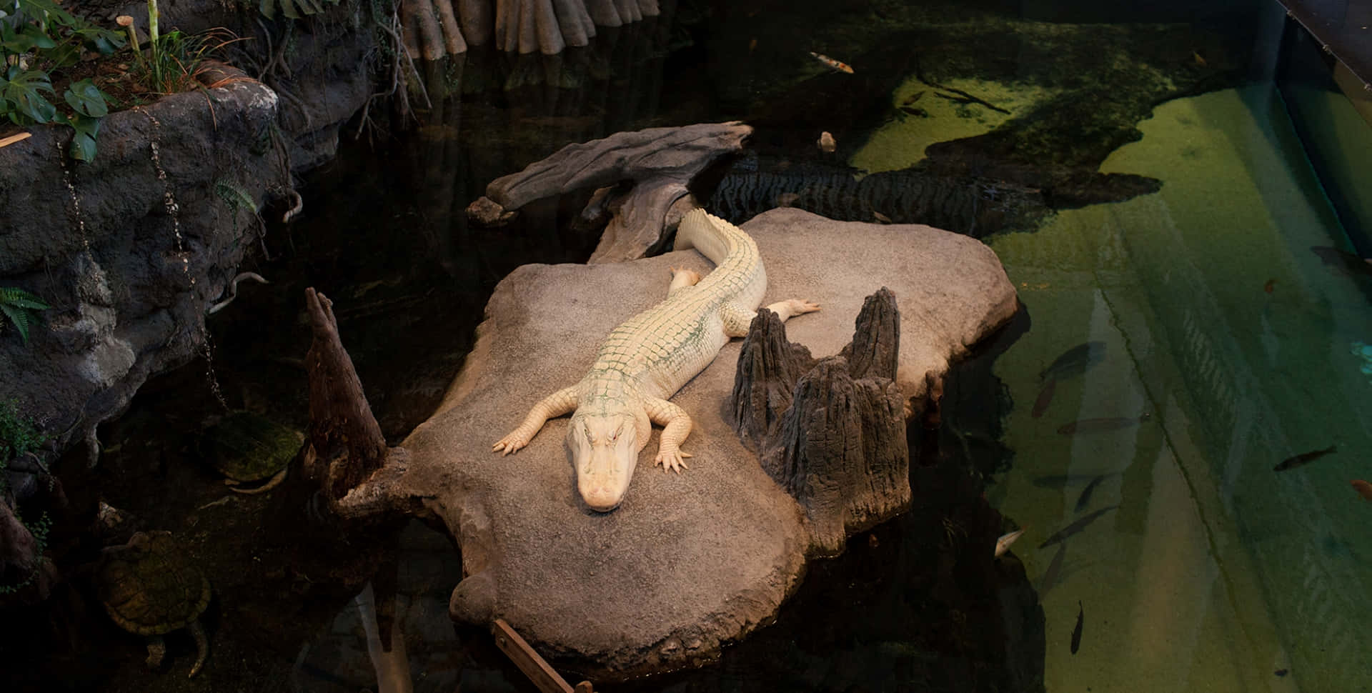 Aligator Albino Di California Academy Of Sciences Wallpaper