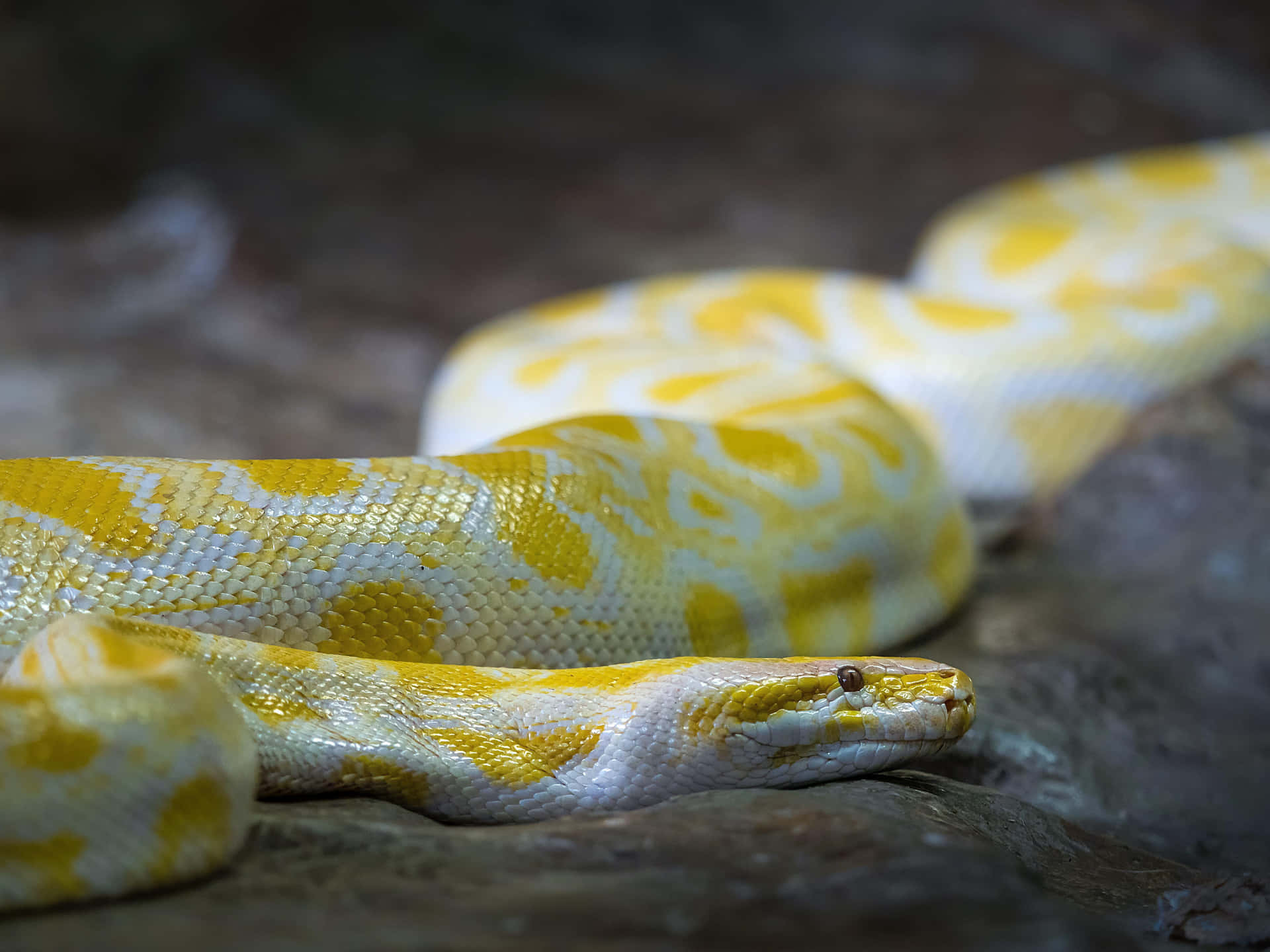 Albino Burmese Python Resting Wallpaper