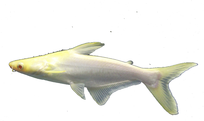 Albino Carp Swimming PNG
