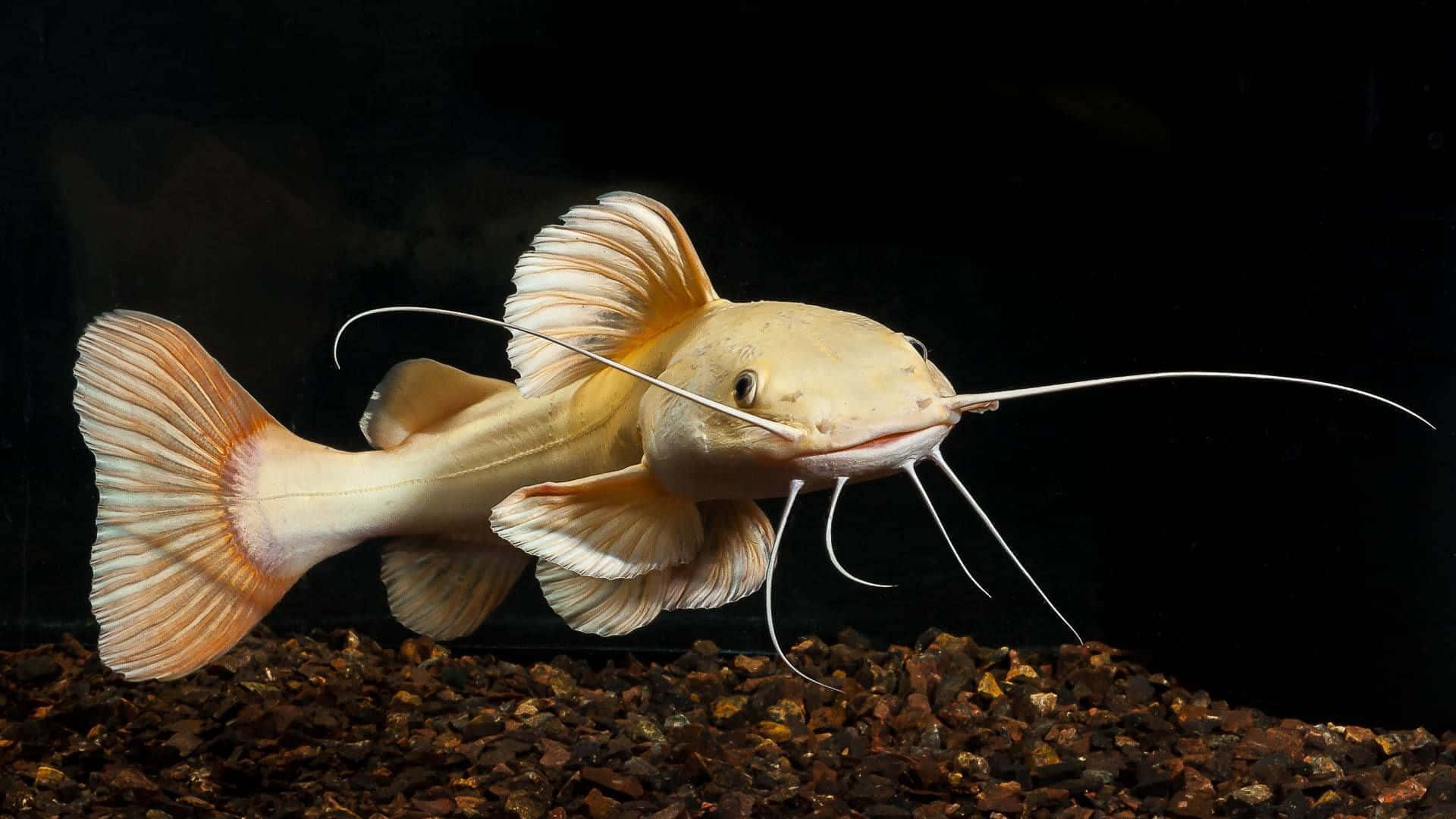 Albino Channel Catfish Swimming Wallpaper