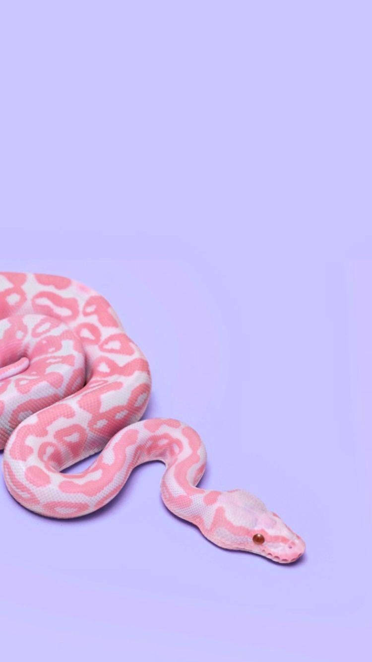 Albino Corn Snake On A Purple Background Wallpaper