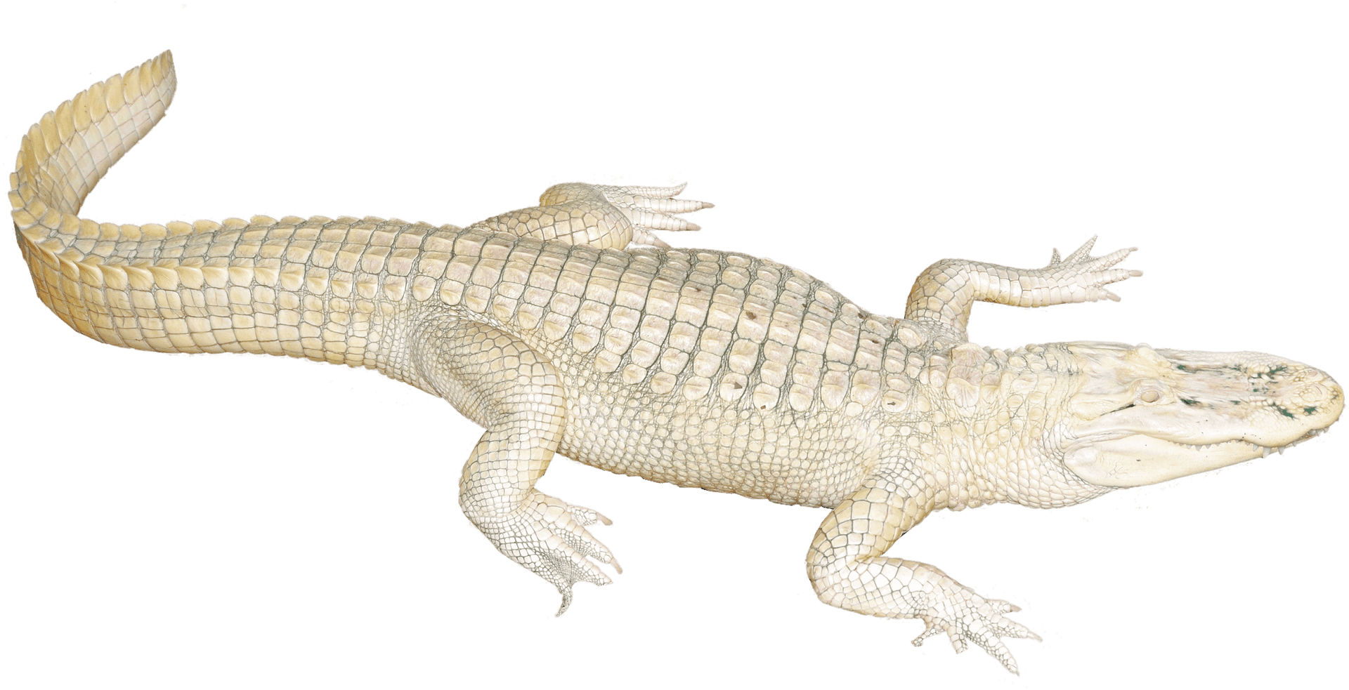 Download Albino Crocodile Illustration | Wallpapers.com