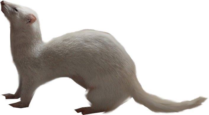 Albino Ferret Side View PNG