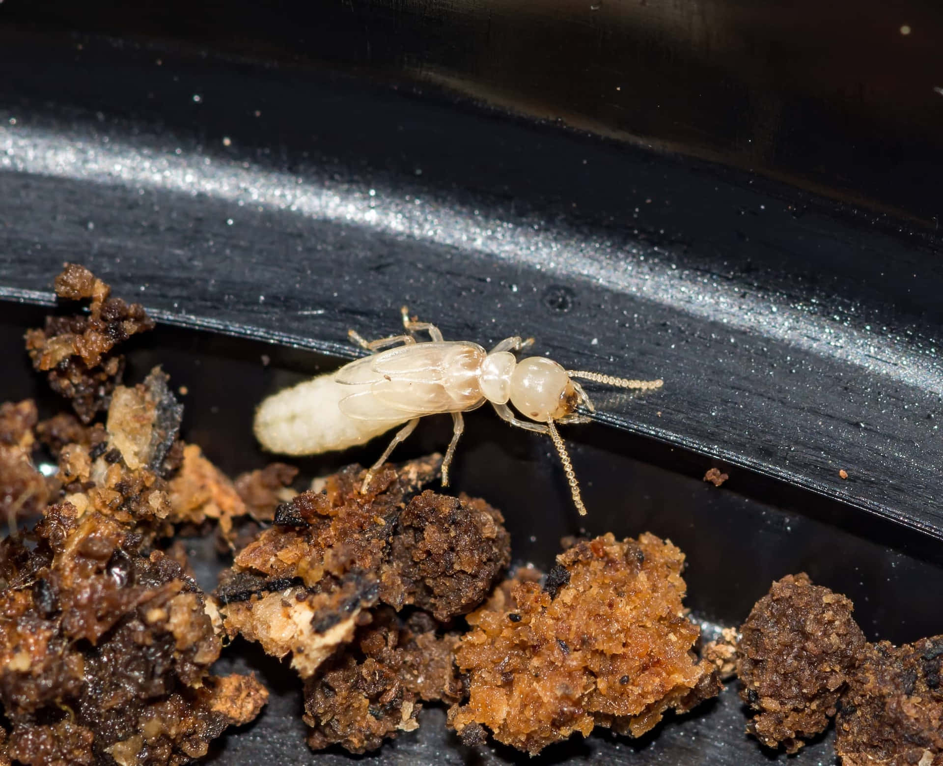 Termite Albinos Sur Sol Fond d'écran