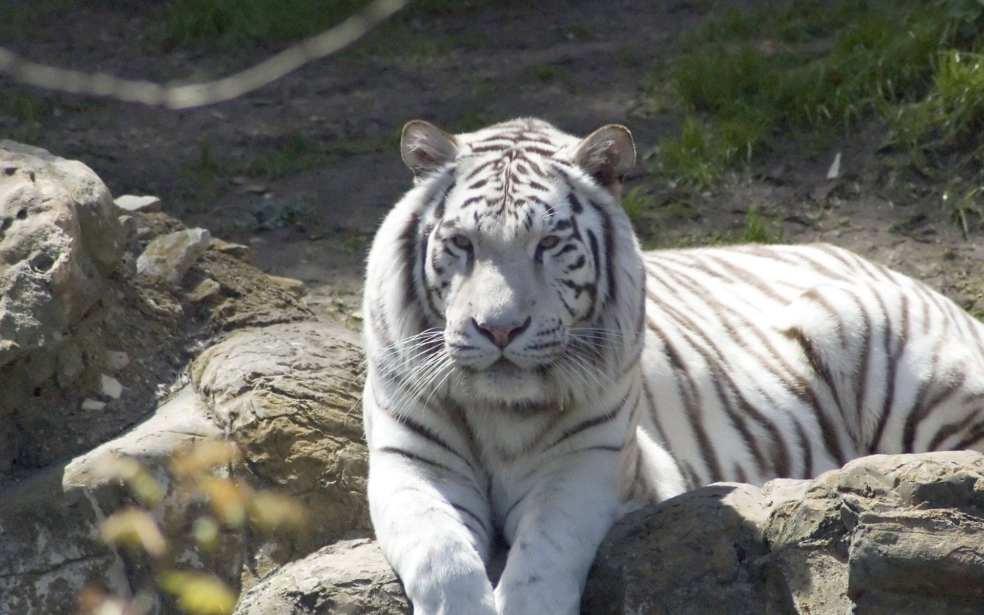 Albino Tiger Sitting On A Rock Background