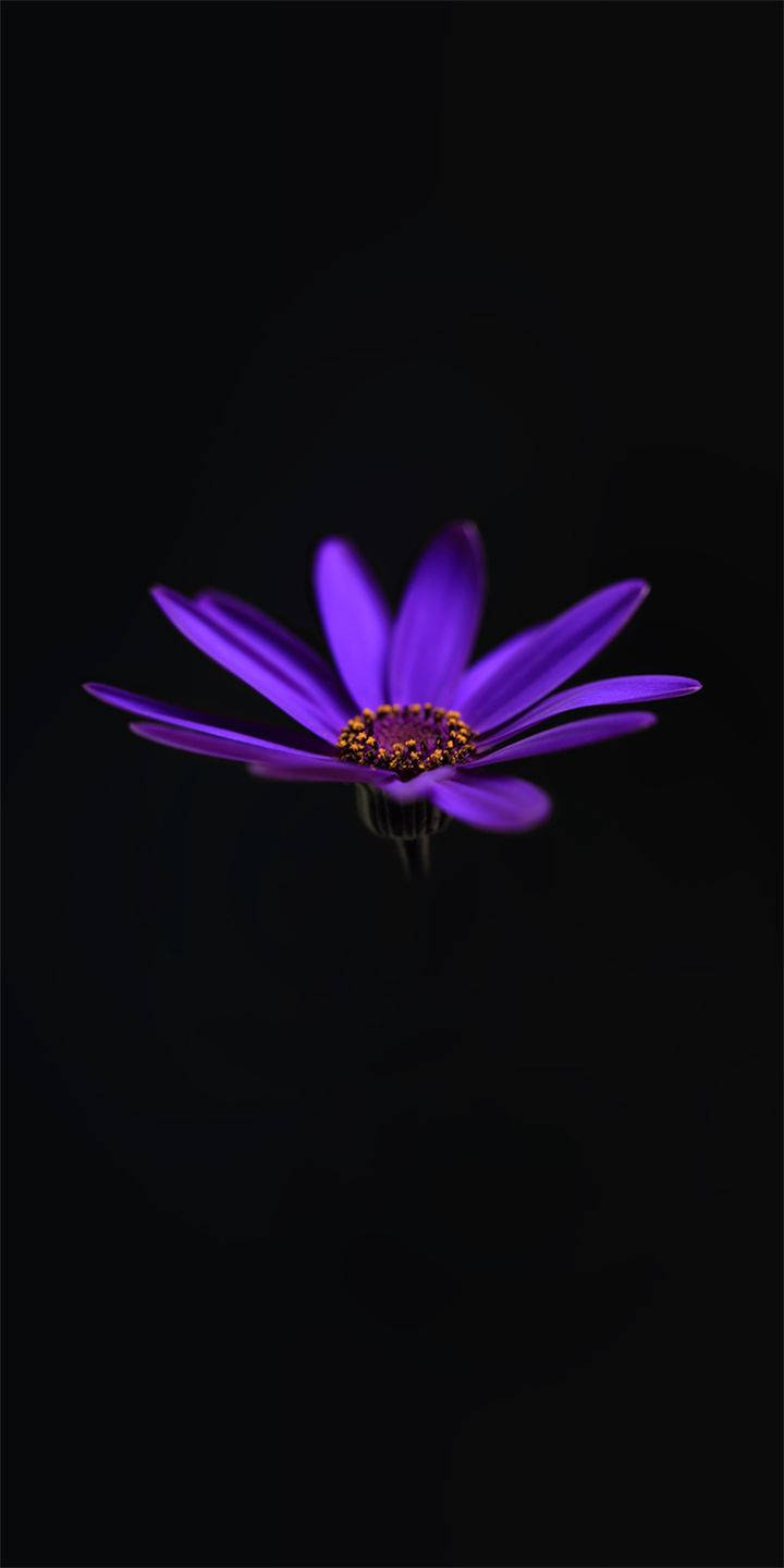 Alcatel Purple Water Lily Wallpaper