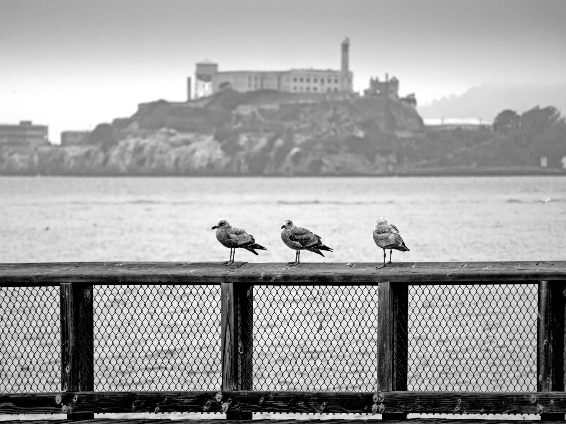 Alcatraz Island Seagulls View Wallpaper