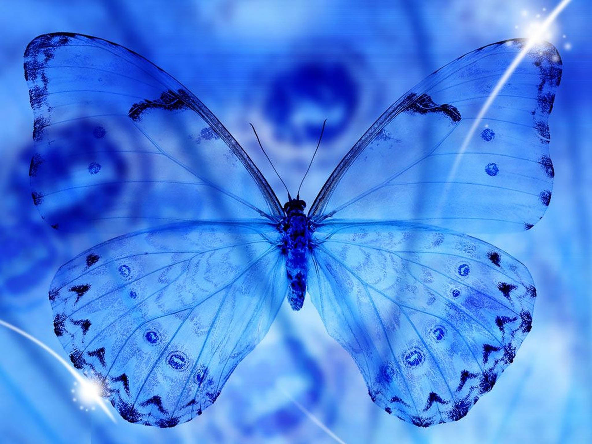 Alcon Blue Butterfly Aesthetic Wallpaper