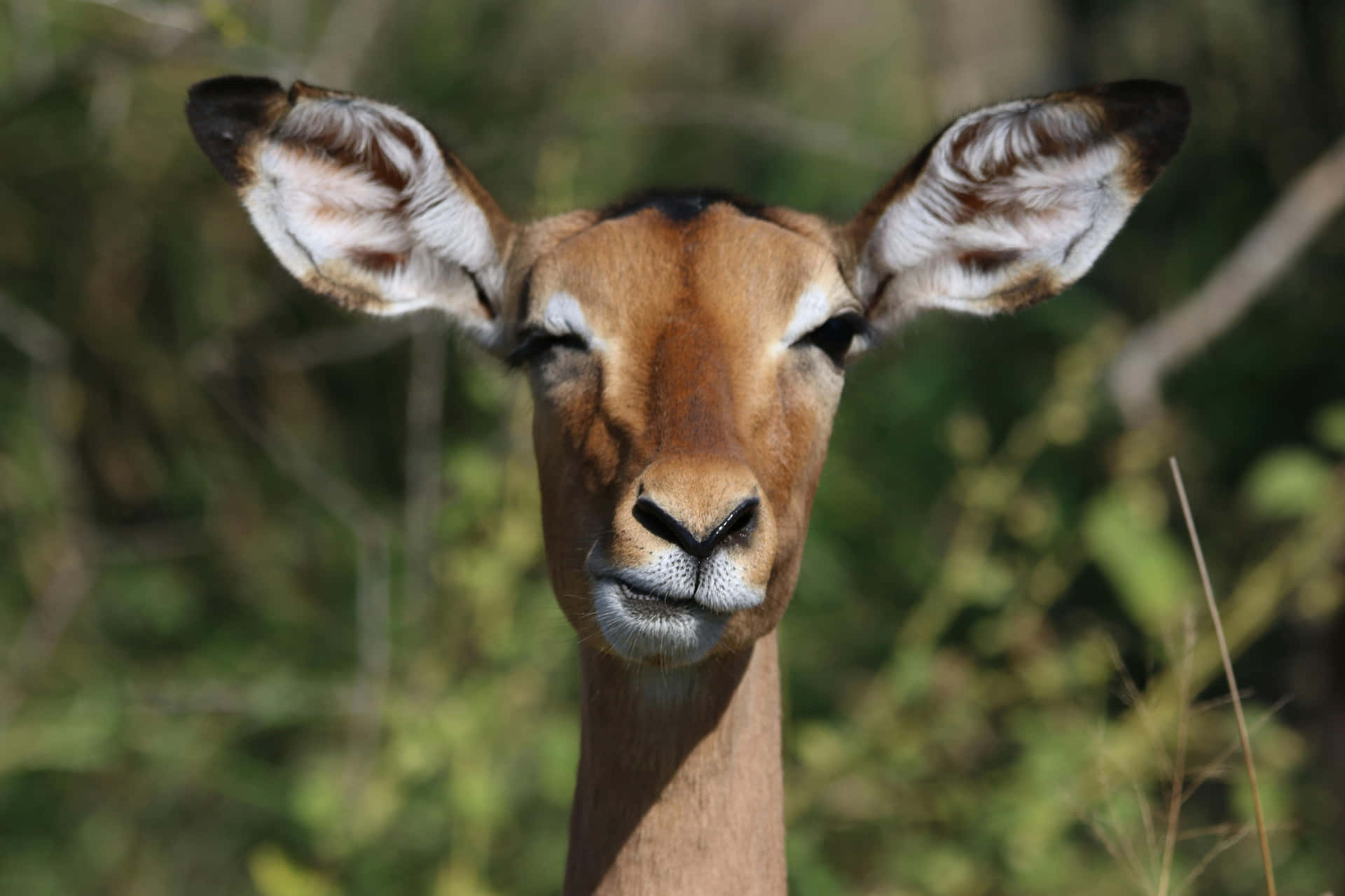 Alert Antelope Portrait Wallpaper