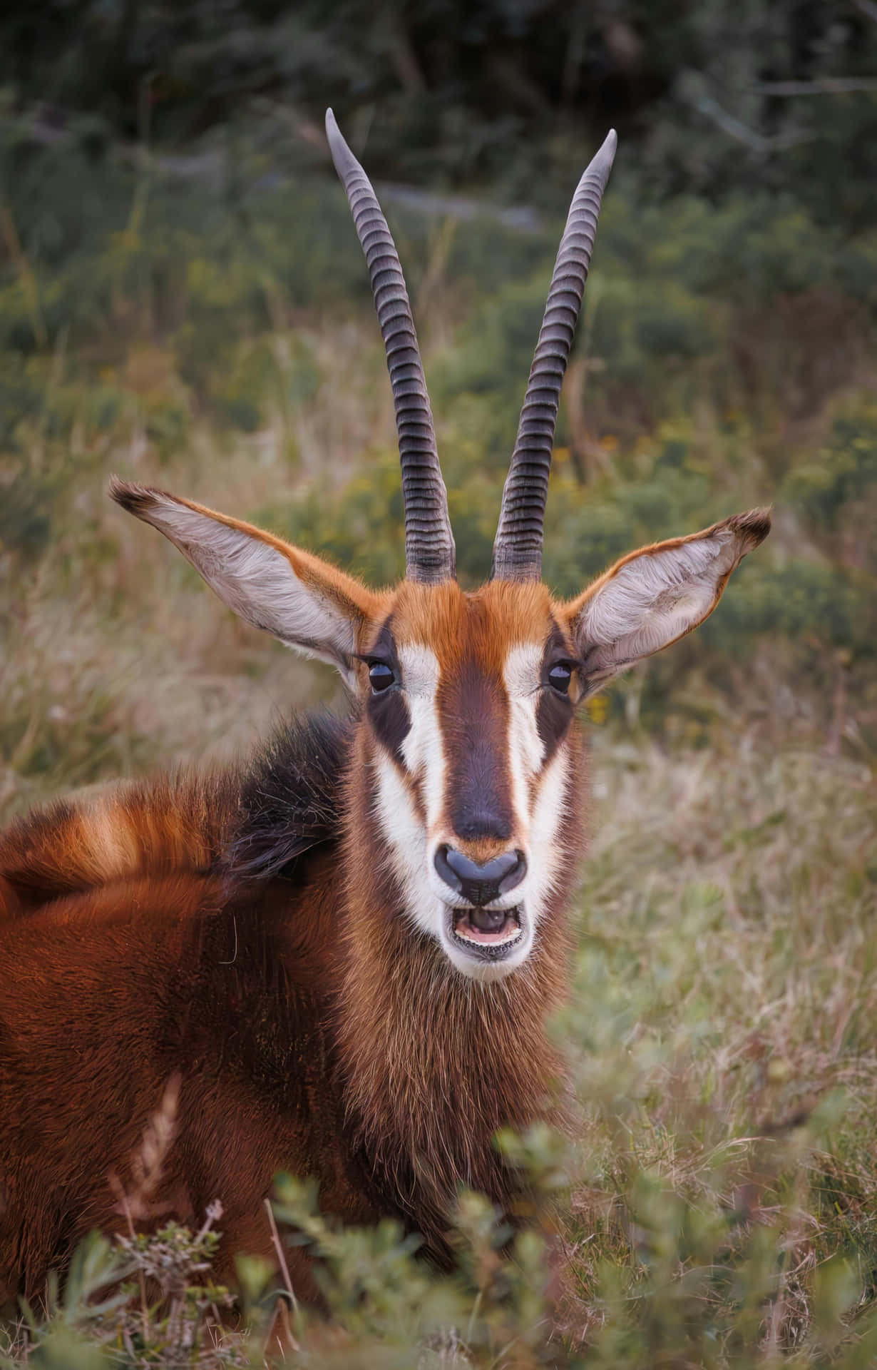 Alert Antelope With Long Horns Wallpaper