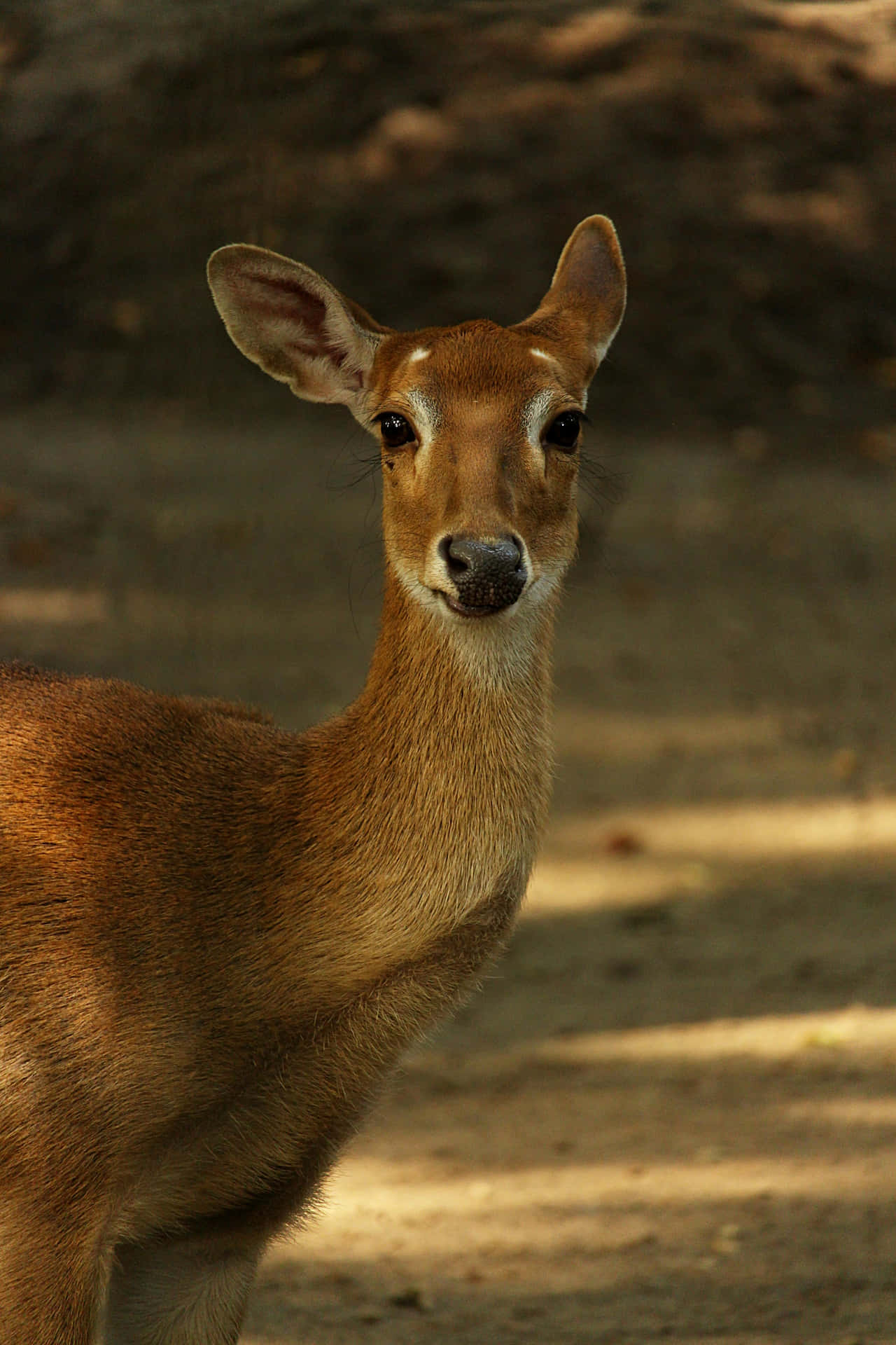 Antelope Yang Siaga Di Bawah Sinar Matahari Wallpaper