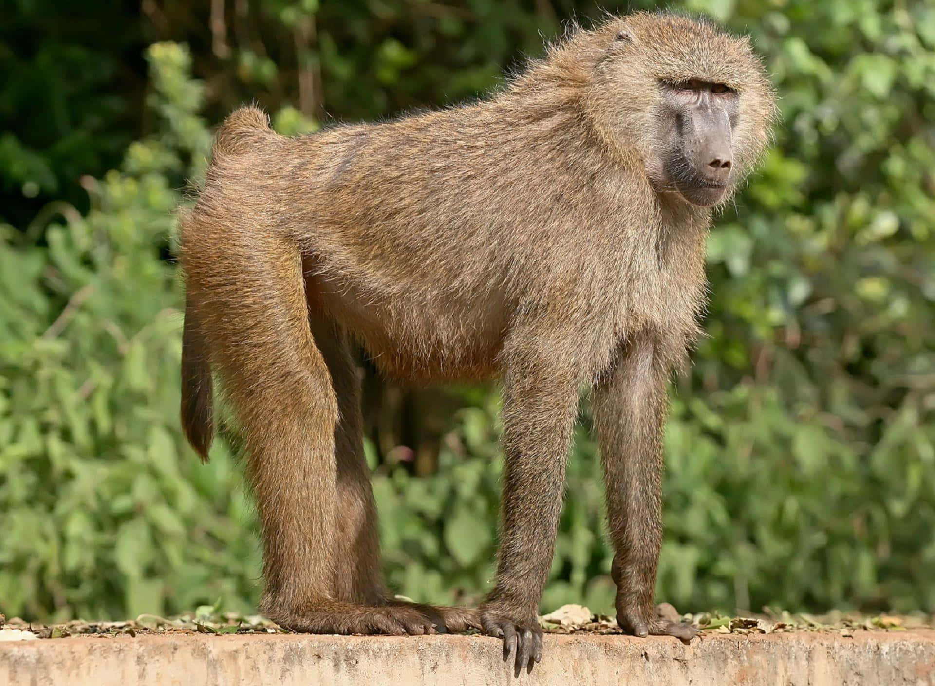 Alert Baboon Standing Wallpaper