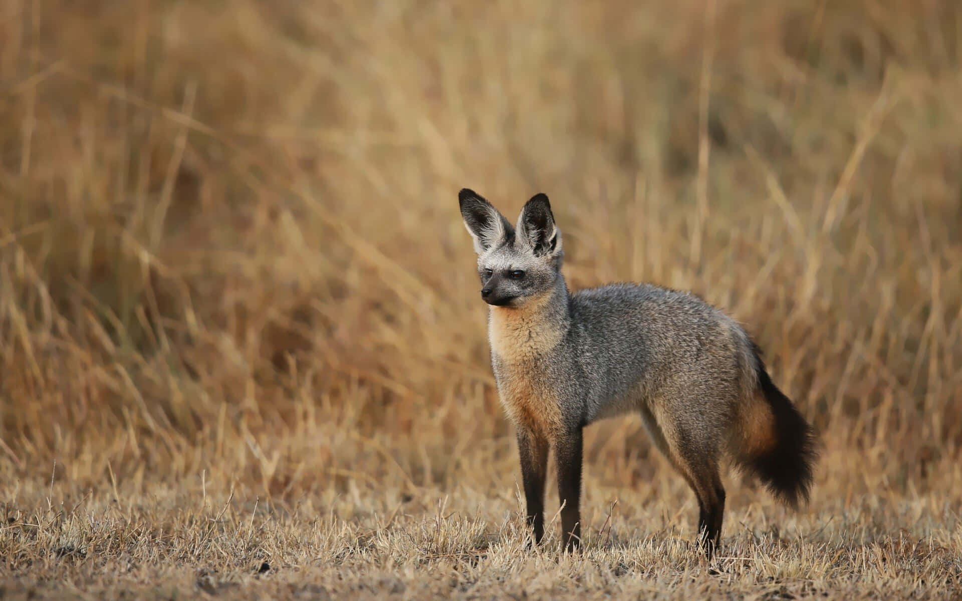 Alert Bat Eared Foxin Grassland.jpg Wallpaper