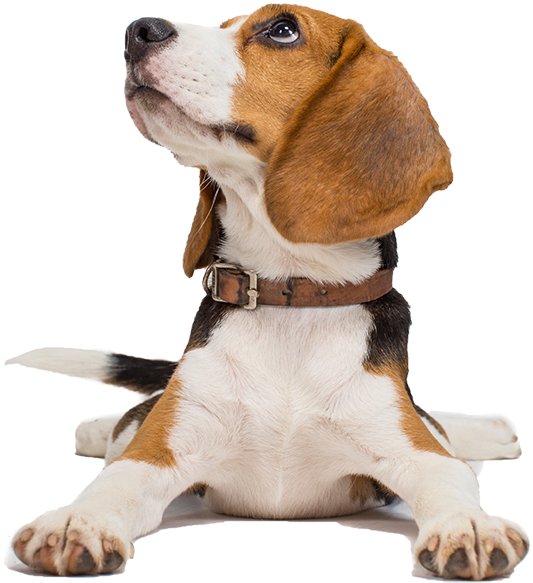 Alert Beagle Puppy Looking Up PNG