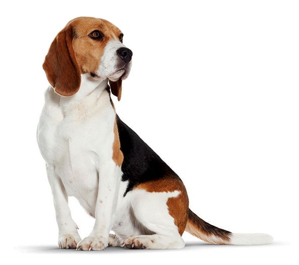 Alert Beagle Sitting Profile PNG