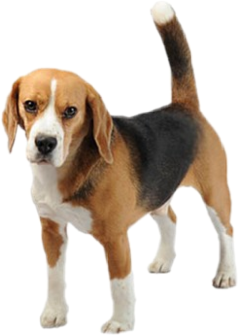 Alert Beagle Standing Transparent Background.png PNG