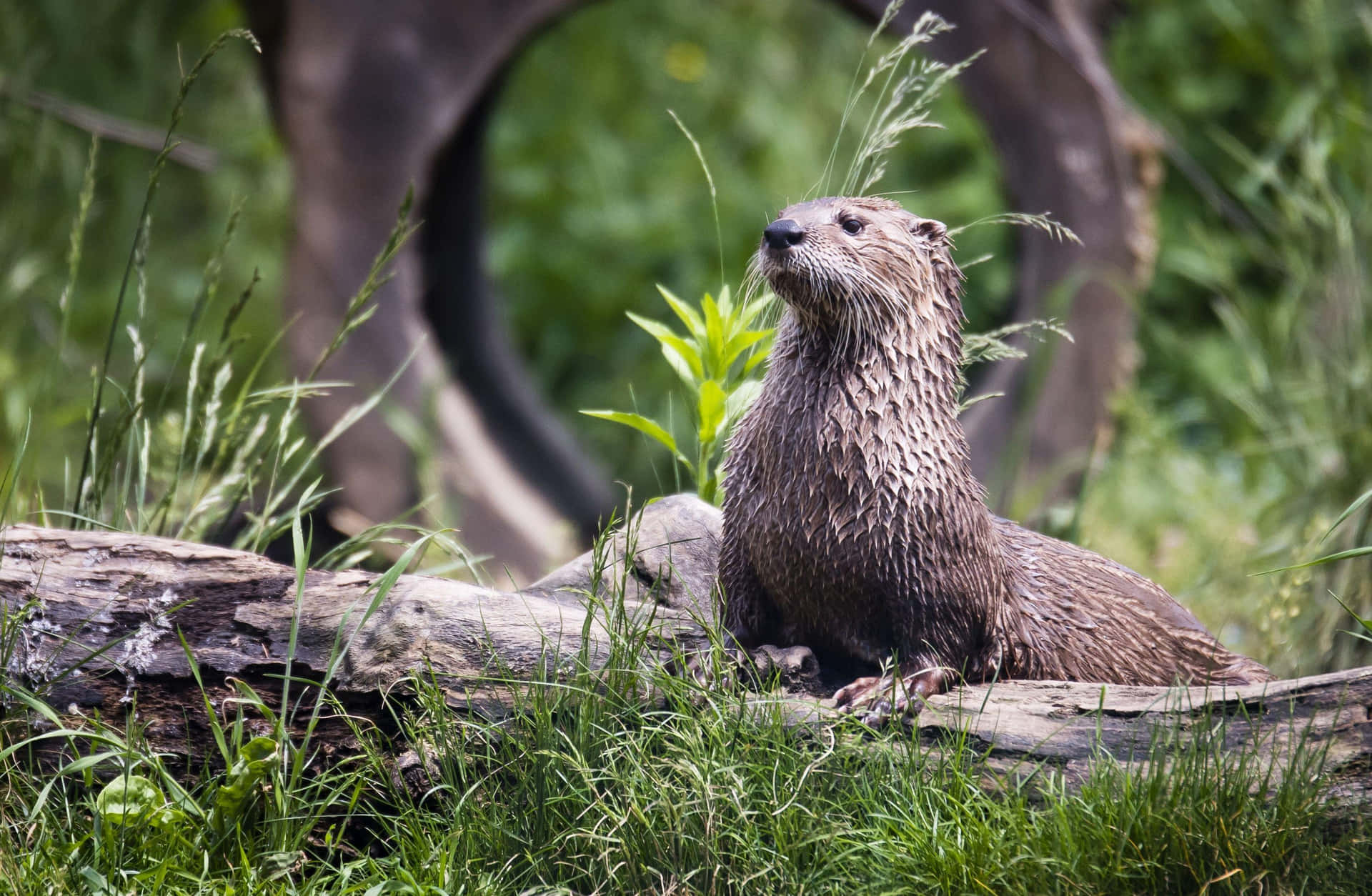 Waakzame Bever Op Boomstam Achtergrond