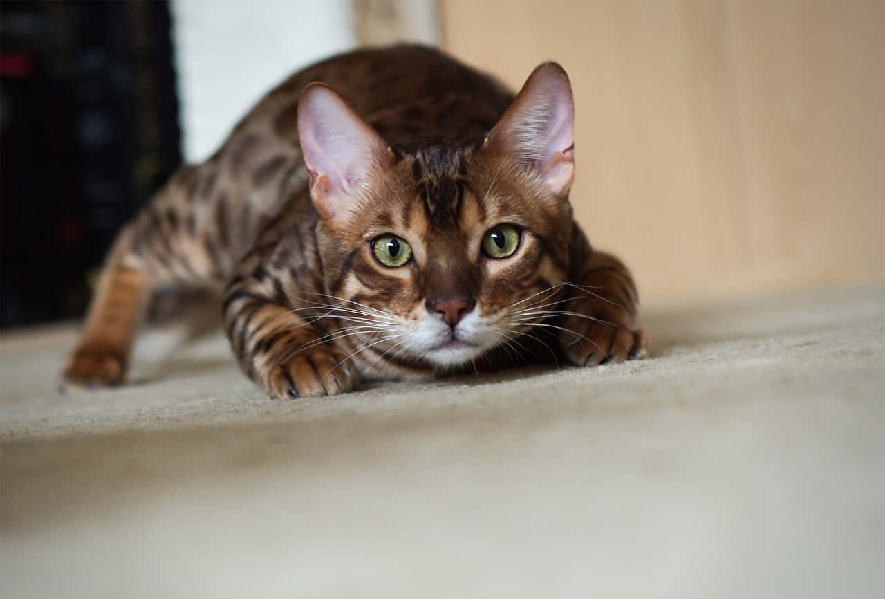 Våken Bengal Katt I Kneb Bakgrunnsbildet