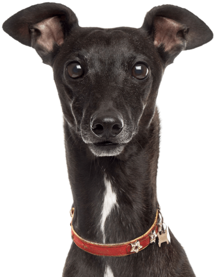 Alert Black Greyhound Portrait PNG