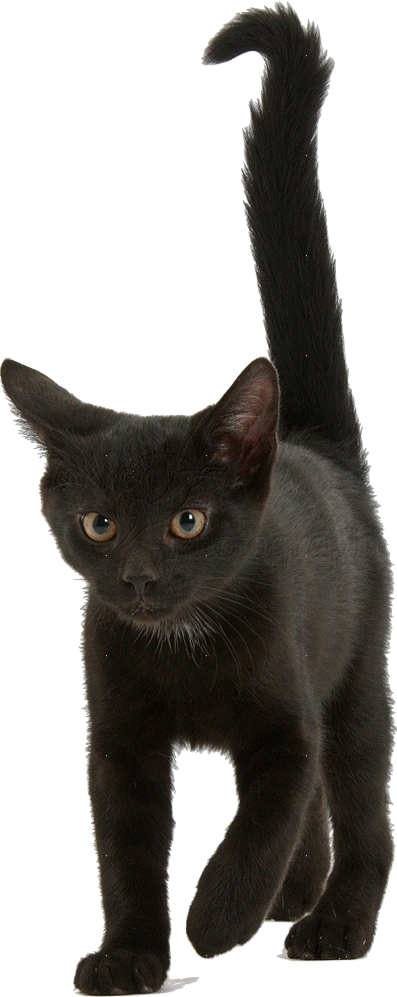 Alert Black Kitten Blue Background.png PNG