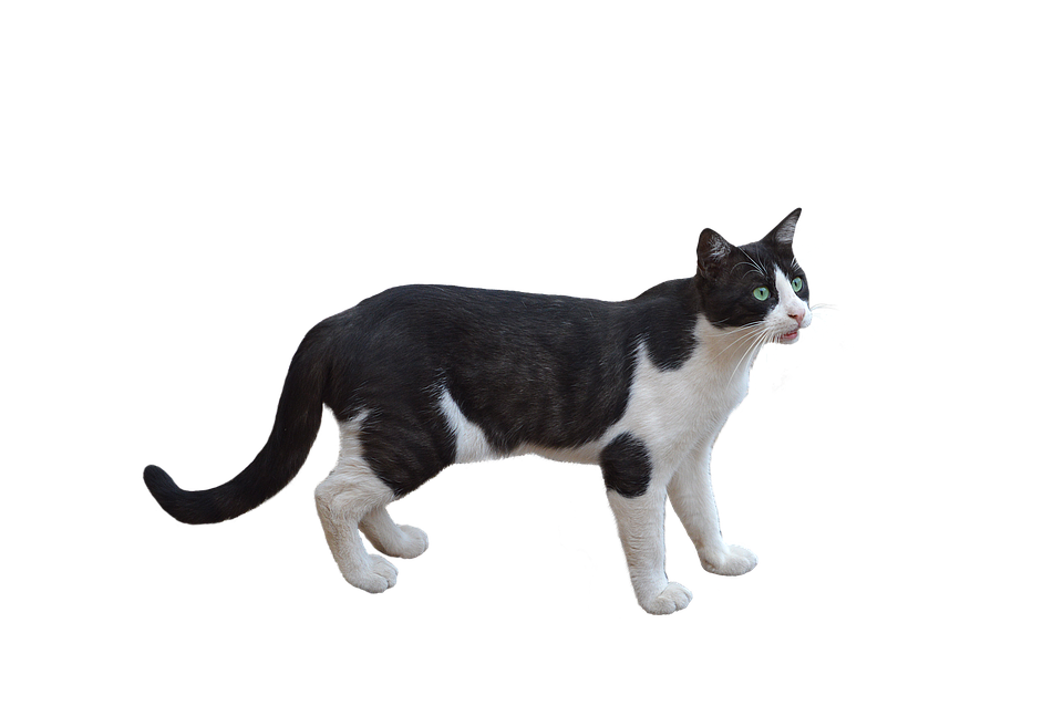 Alert Blackand White Cat PNG