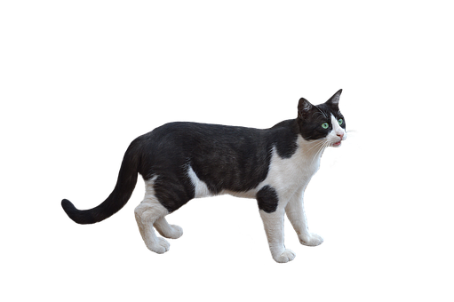 Alert Blackand White Caton Black Background.png PNG