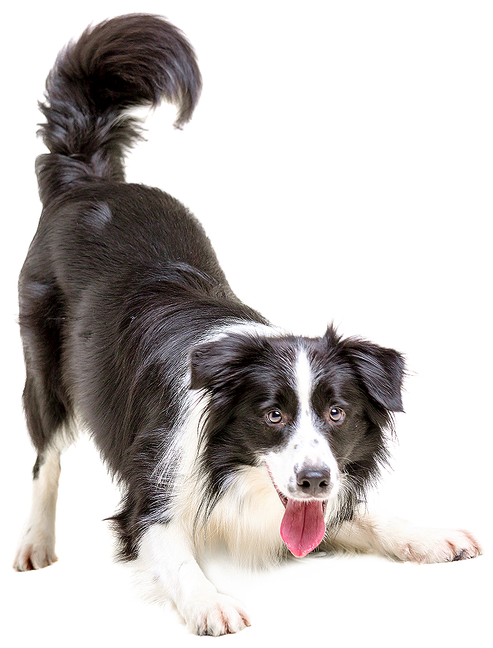 Alert Border Collie Dog PNG