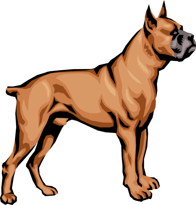 Alert Boxer Dog Illustration PNG