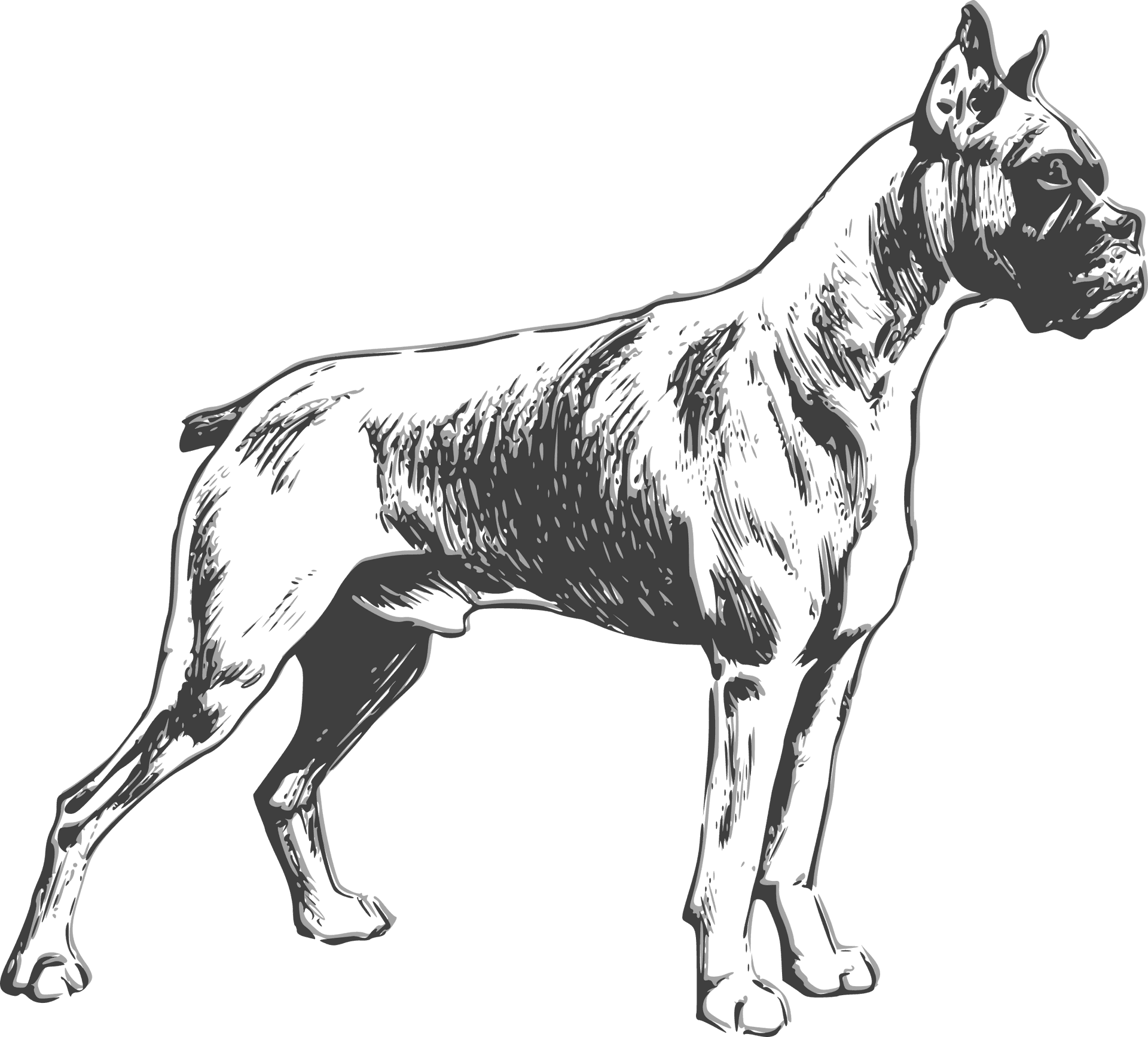 Alert Boxer Dog Illustration PNG