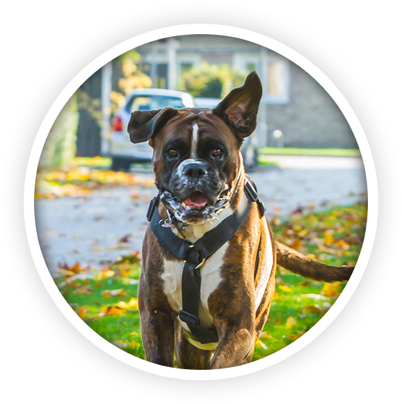 Alert Boxer Dog Outdoors PNG