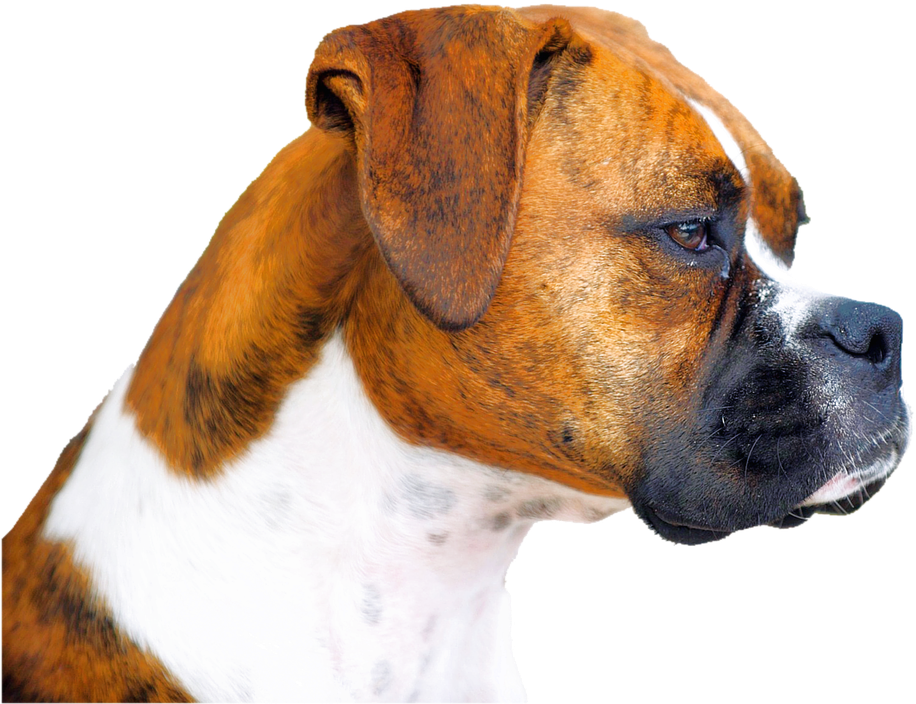 Alert Boxer Dog Profile PNG