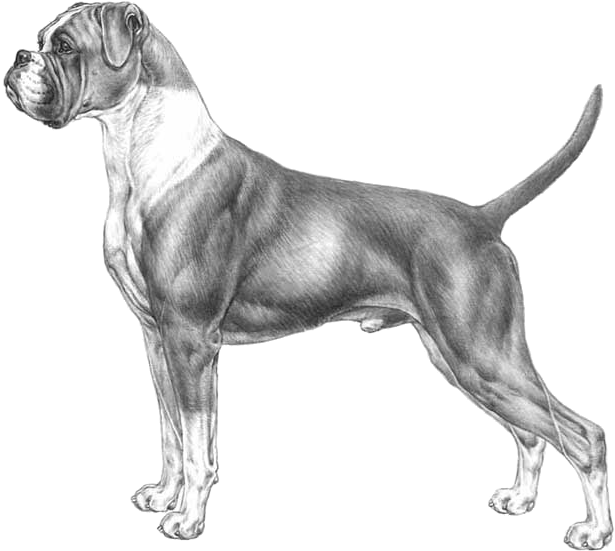 Alert Boxer Dog Standing Side View PNG