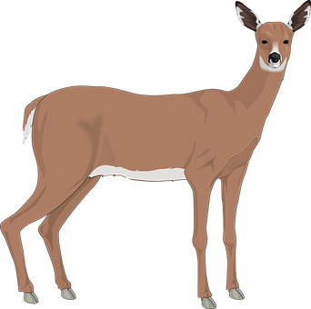 Alert Brown Deer Illustration PNG