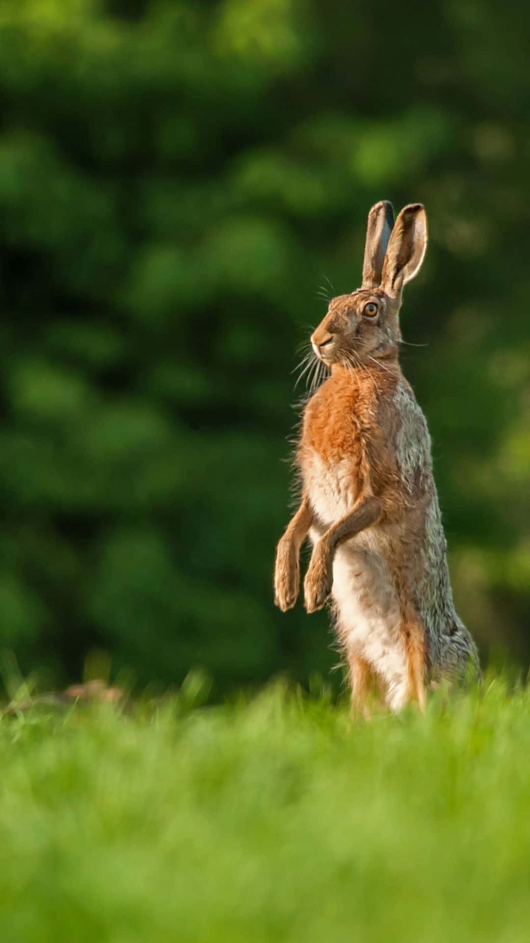 Alert Brown Hare Standing Tall.jpg Wallpaper