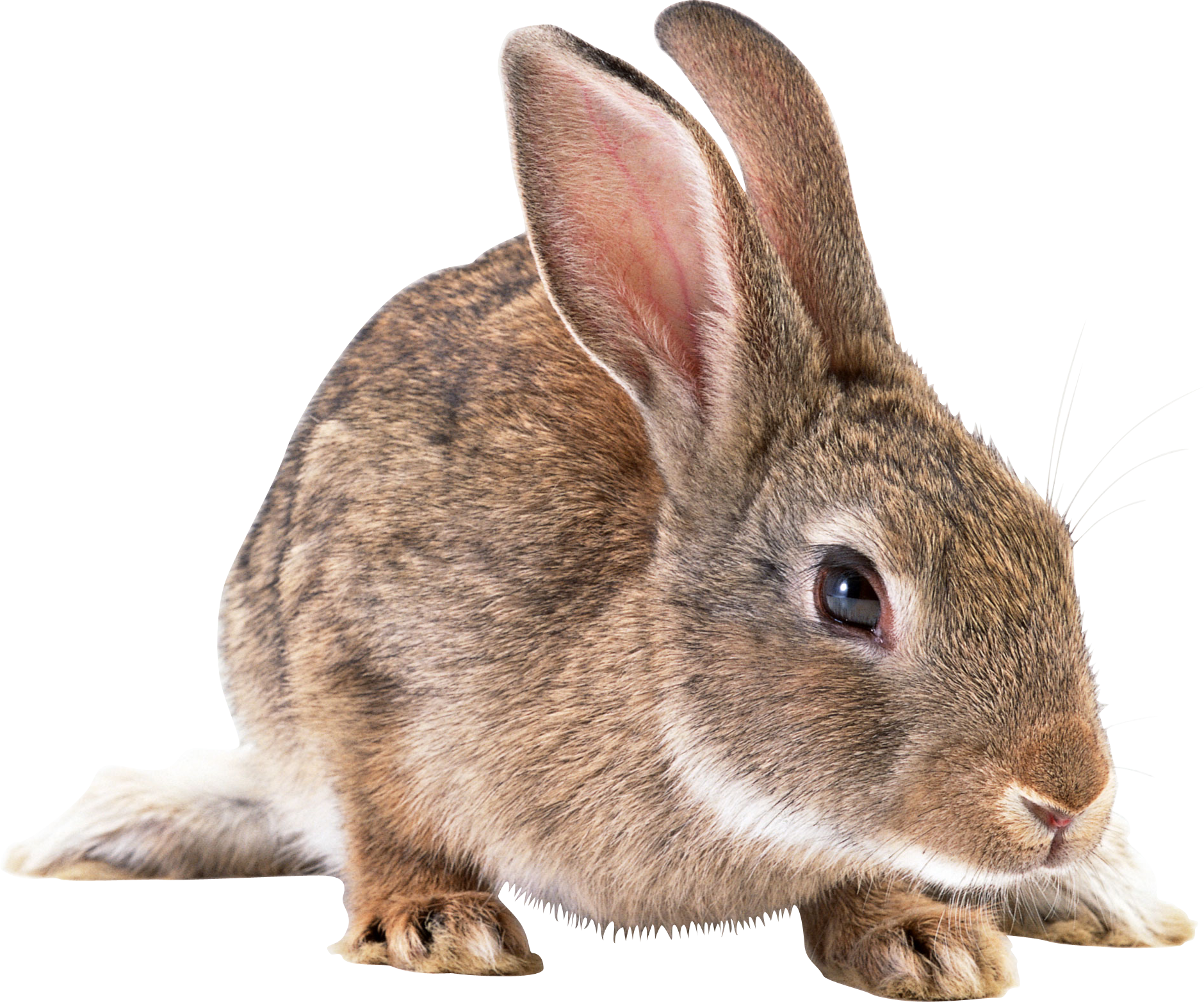 Alert Brown Rabbit Isolated PNG