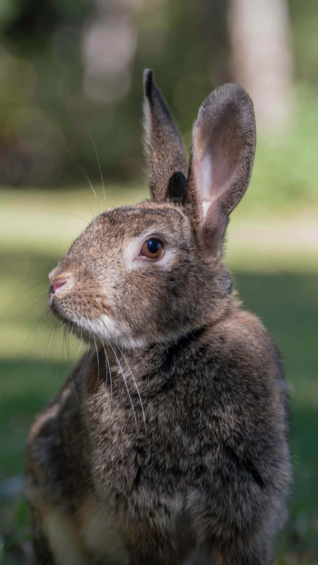 Alert Brown Rabbit Portrait Wallpaper