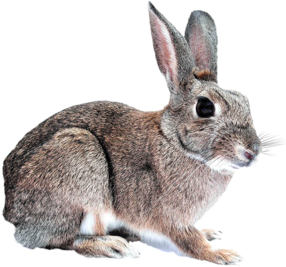 Alert Brown Rabbit Profile PNG