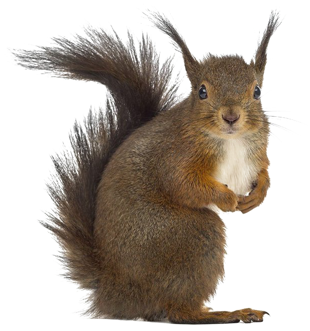 Alert Brown Squirrel PNG