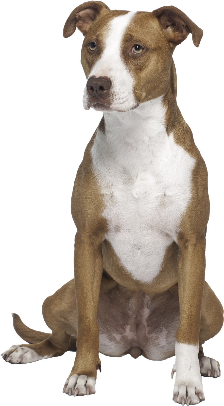 Alert Brownand White Pitbull Dog PNG